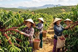 Giá cà phê 3.6 lao dốc phiên thứ hai liên tiếp, điều gì đang xảy ra?