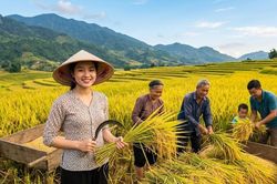 Giá lúa gạo hôm nay 3.6: Lúa Hè Thu giữ giá, thị trường chờ lực đẩy mới