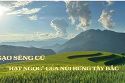 'Mùa vàng' Mường Than và câu chuyện OCOP của hạt gạo Séng Cù