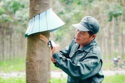 Phát triển sản xuất cao-su gắn với giữ vững bình yên vùng biên