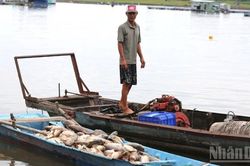 Nguyên nhân khiến cá bè chết hàng loạt ở Đồng Nai