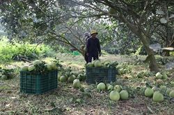 'Tấm vé thông hành' cho nông sản xuất khẩu