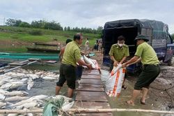 Hơn 200 tấn cá chết trên hồ Trị An do thiếu oxy