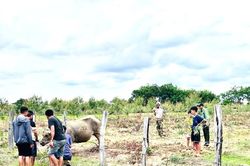 Bắn thuốc m&ecirc; khống chế tr&acirc;u 'đi&ecirc;n' tấn c&ocirc;ng nhiều người