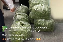 Vụ CCV Group: Từng giới thiệu 'cắt rau ra tiền' lừa hàng trăm người