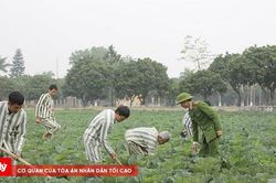 Người đang chấp hành án bỏ trốn có được hưởng thời hiệu thi hành bản án?