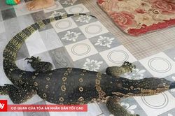 Người d&acirc;n b&agrave;n giao kỳ đ&agrave; hoa nặng 6,5kg