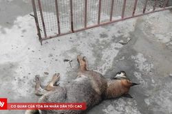 Người đ&agrave;n &ocirc;ng tử vong nghi do bệnh dại sau khi bị ch&oacute; nh&agrave; cắn