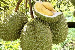 Việt Nam tăng tốc xuất khẩu, Trung Quốc áp lệnh mới với 2.589 mặt hàng nông sản