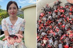 Đặc sản 'chui lên từ lòng đất' ở Ninh Bình nấu canh ngon, vị ngọt như cua đồng
