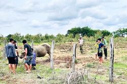 Bắn thuốc mê khống chế trâu 'điên' húc nhiều người ở Đắk Lắk