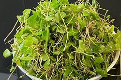 Loại rau mọc đầy bờ ruộng được ví như 'kem chống nắng tự nhiên'