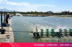 Người nuôi tôm xoay xở trước nguy cơ dịch bệnh mùa nắng nóng
