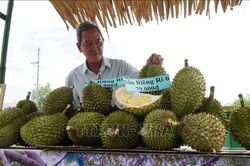M&atilde; số v&ugrave;ng trồng tạo đ&ograve;n bẩy cho tr&aacute;i c&acirc;y xuất khẩu