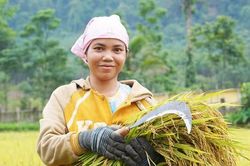 Hành trình làm lúa nước của người Rục sau 65 năm bước ra từ hang đá