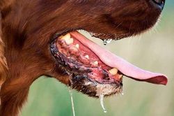 Bị chó dại cắn, không tiêm phòng, người đàn ông 69 tuổi tử vong