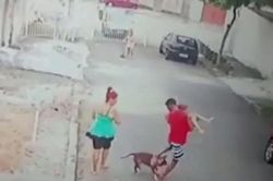 Bé trai 4 tuổi bị Pitbull kéo lê trên đường, thanh niên nhanh trí cứu thoát