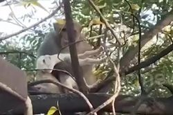 Khỉ ôm dê con leo lên ngọn cây suốt 1 giờ, dân làng nín thở tìm cách giải cứu