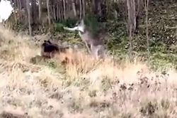 Chó becgie đối đầu kangaroo suốt hơn 20 phút, cảnh sát phải ra tay can thiệp