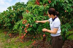 Nam Dương phát triển cây ăn quả gắn với du lịch