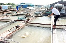 Xây dựng phương án giải tỏa nuôi cá lồng, bè tại 2 phường Trấn Biên và Long Hưng