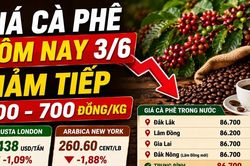 Giá cà phê hôm nay 3/6: Mất thêm 600 đồng/kg, thế giới tiếp tục giảm