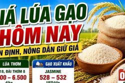 Giá lúa gạo hôm nay 3/6: Gạo thơm giữ lợi thế xuất khẩu