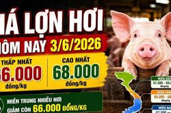 Giá lợn hơi hôm nay 3/6: Miền Trung xuống thấp nhất 66.000 đồng/kg