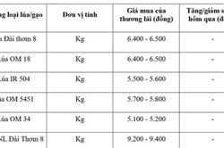 Gi&aacute; l&uacute;a gạo ng&agrave;y 3/6/2026: Miền T&acirc;y ổn định, gi&aacute; gạo xuất khẩu Việt Nam giảm 15 USD/tấn