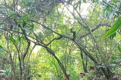 Bảo vệ rừng trong cao điểm nắng n&oacute;ng