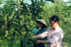 Hoạt động tín dụng chính sách tại Thái Nguyên Bài cuối: Vốn nhỏ tạo 'rừng lớn'