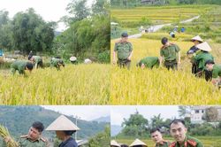 Tuy&ecirc;n Quang: Lực lượng C&ocirc;ng an cơ sở gi&uacute;p d&acirc;n thu hoạch n&ocirc;ng sản, chủ động ph&ograve;ng ngừa thi&ecirc;n tai