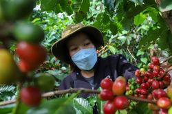 Giá cà phê xuống thấp nhất nhiều tuần, mất mốc 87.000 đồng/kg