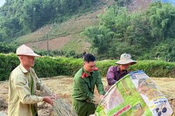 C&ugrave;ng nh&acirc;n d&acirc;n v&ugrave;ng cao thu hoạch 'm&ugrave;a v&agrave;ng'