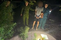 TP Hồ Chí Minh phát hiện nhiều vụ trồng cần sa tại nhà