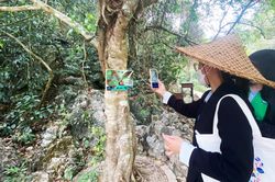 Phát triển du lịch gắn với tài nguyên rừng