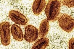 Hai nhà khoa học bị buộc tội lén đưa virus đậu mùa khỉ bất hoạt vào Mỹ
