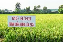 Đẩy mạnh chuyển giao kỹ thuật, xây dựng mô hình thâm canh lúa ST24 nâng cao hiệu quả sản xuất