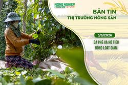 Thị trường nông sản 3/6/2026: Cà phê và hồ tiêu đồng loạt giảm