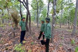 H&agrave;ng trăm vụ vi phạm l&acirc;m nghiệp ở Gia Lai: &Aacute;p lực 'căng m&igrave;nh' bảo vệ rừng