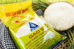 Chi tiết giá gạo ST25 hôm nay