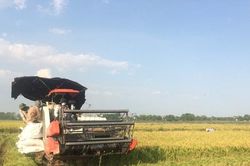 Cơ giới h&oacute;a sản xuất l&uacute;a - đ&ograve;n bẩy n&acirc;ng cao gi&aacute; trị n&ocirc;ng nghiệp Thủ đ&ocirc;