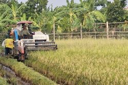 Xã Phú Xuyên: Tập trung thu hoạch lúa vụ xuân, chủ động né tránh thiên tai