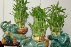 Top 5 loại cây cảnh để phòng thờ đại cát, đại lợi