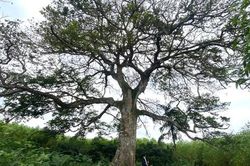 Mang trong mình chất độc, cây cổ thụ trăm tuổi trở thành báu vật của làng quê