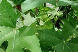 Những ai không nên ăn rau mì chính?