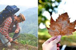 Vì sao nhiều người dặn không nên mang bất cứ thứ gì từ rừng, núi về nhà?