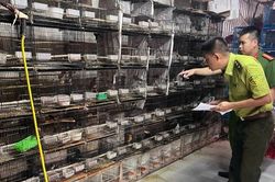 Công an Hà Nội phát hiện 2 cơ sở kinh doanh, nuôi nhốt số lượng lớn chim hoang dã trái phép