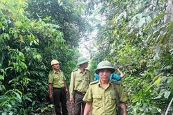Giám sát phòng cháy rừng trong mùa nắng nóng