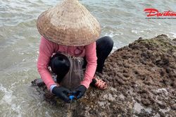 Theo chân ngư dân hái 'lộc biển' kiếm tiền triệu